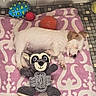 Baya participe au concours pour gagner de l'argent avec cette photo : puppy, dog, sleeping, small_dog, white_fur, brown_ears, tongue_out, pet, stuffed_animal, dog_toy, chew_toy, red_ball, orange_ball, blue_toy, blanket, pink_blanket, indoors, floor, resting, cute