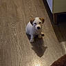 Baya participe au concours pour gagner de l'argent avec cette photo : puppy, dog, pet, animal, sitting, indoors, wooden_floor, floor, white_fur, brown_ears, scruffy_fur, portrait, looking_at_camera, shadow, home, furniture, rug, warm_lighting, cute, jack_russell_terrier