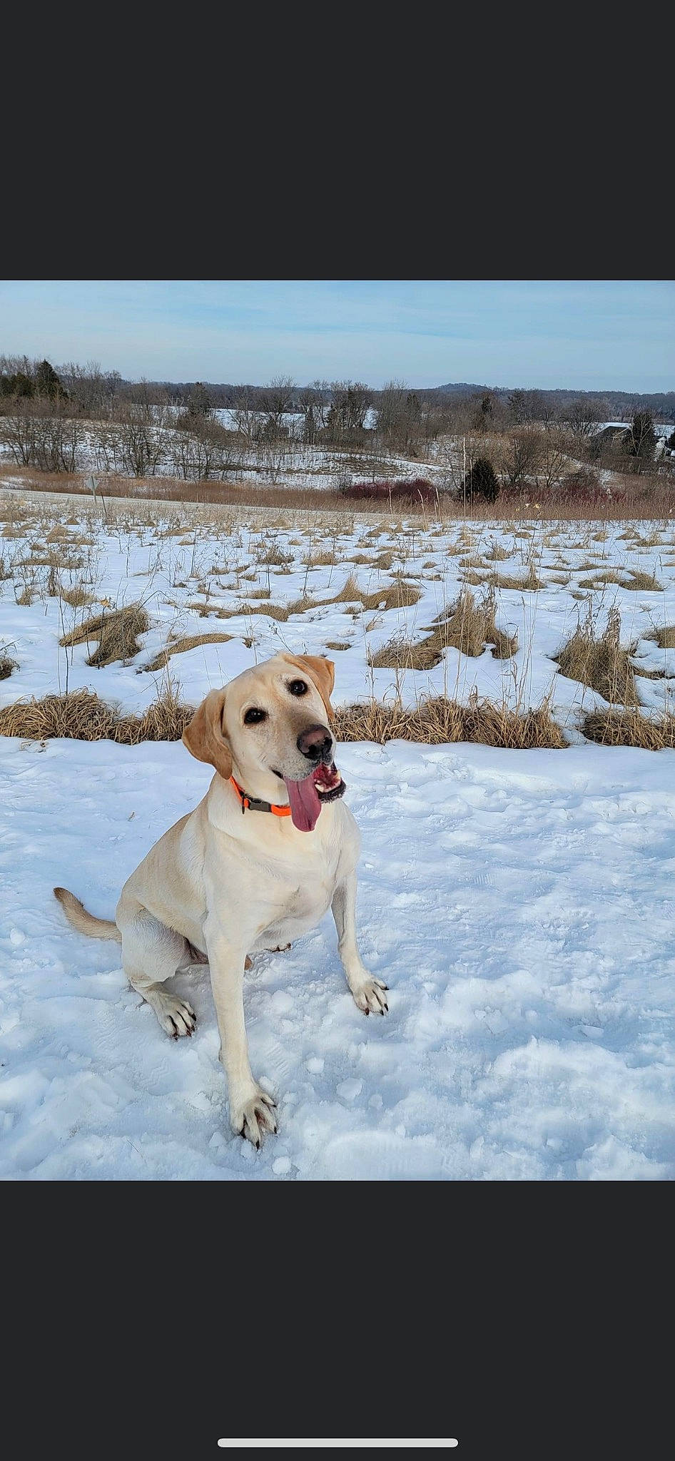 Gauge is registered to the contest to win money with this photo: canidae, carnivore, collar, companion_dog, dog, dog_breed, dog_collar, fawn, freezing, gun_dog, hunting_dog, landscape, pet_supply, plant, retriever, sky, snow, sporting_group, winter, working_dog