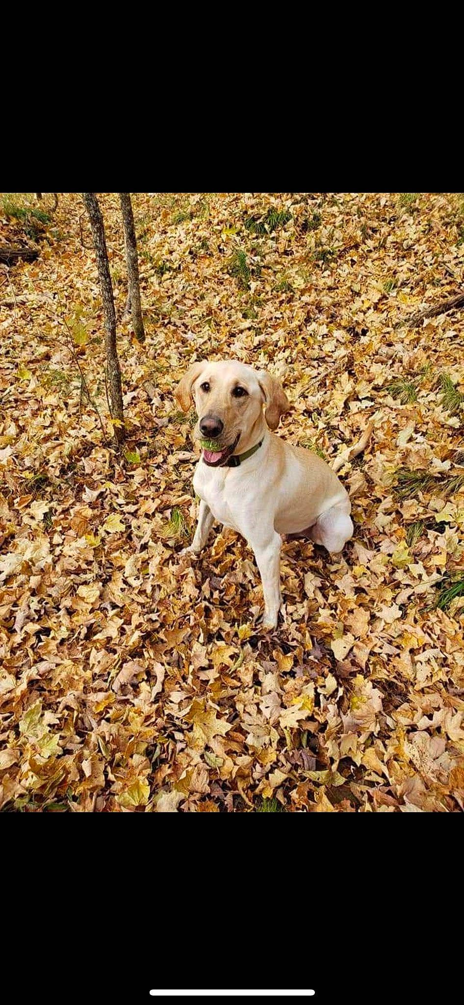 Gauge is registered to the contest to win money with this photo: autumn, canidae, carnivore, collar, companion_dog, dog, dog_breed, dog_collar, fawn, grass, leaf, pet_supply, plant, soil, sporting_group, tail, tree, twig, wood, working_animal