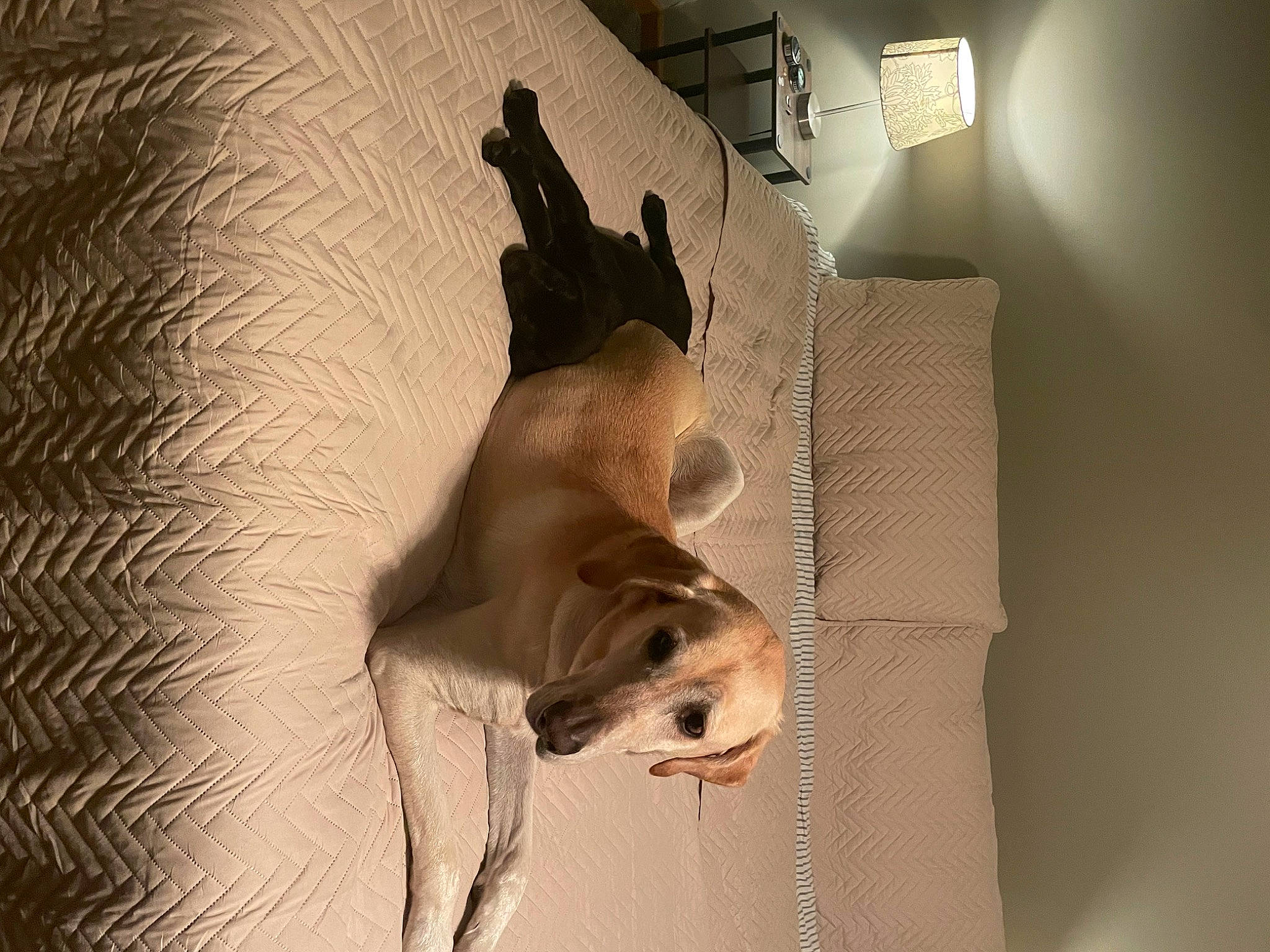 Gauge is registered to the contest to win money with this photo: art, carnivore, cat, ceiling, domestic_short_haired_cat, fawn, felidae, flooring, fur, hardwood, light_fixture, paw, plaster, room, shadow, small_to_medium_sized_cats, tail, visual_arts, whiskers, wood