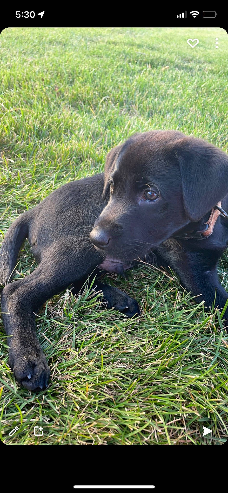 Huck is registered to the contest to win money with this photo: borador, carnivore, companion_dog, dog, dog_breed, dog_collar, event, fur, grass, gun_dog, hunting_dog, labrador_retriever, liver, plant, retriever, sporting_group, tail, terrestrial_animal, working_animal