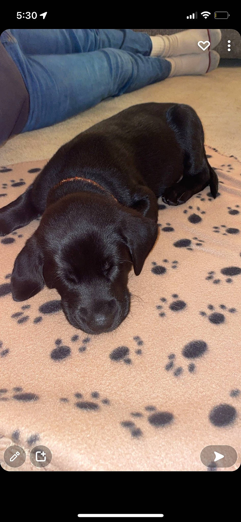 Huck joined the competition — help win amazing prizes! borador, canidae, carnivore, comfort, companion_dog, dog, dog_breed, fawn, fur, guard_dog, liver, non_sporting_group, pattern, puppy, snout, sporting_group, tail, terrestrial_animal, whiskers, working_animal