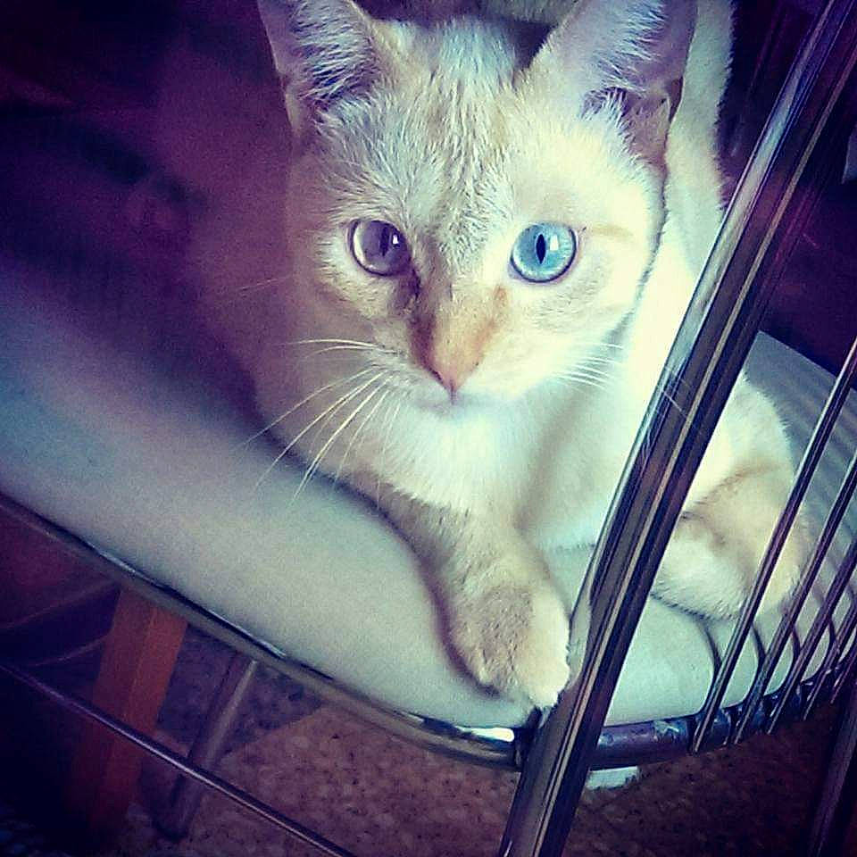 Locky a rejoint le concours — aidez-le/la à gagner de superbes lots ! aegean_cat, asian, burmilla, carnivore, cat, colorpoint_shorthair, domestic_short_haired_cat, ear, eye, felidae, iris, khao_manee, kitten, mammal, ojos_azules, singapura, sky, small_to_medium_sized_cats, tonkinese, whiskers