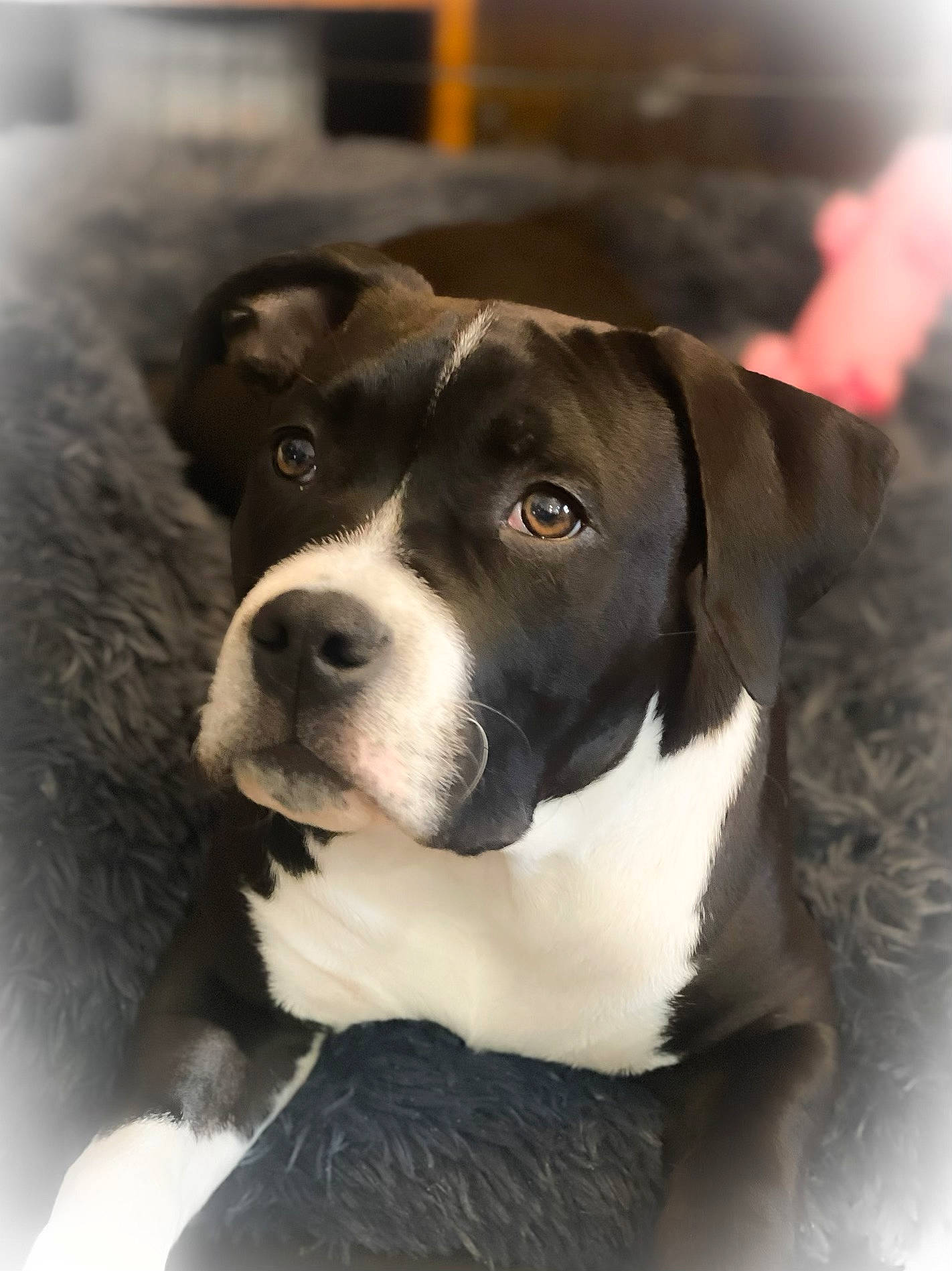 Hadès a rejoint le concours — aidez-le/la à gagner de superbes lots ! canidae, carnivore, collar, companion_dog, dog, dog_breed, dog_collar, fur, monochrome_photography, non_sporting_group, snout, sporting_group, whiskers, working_animal