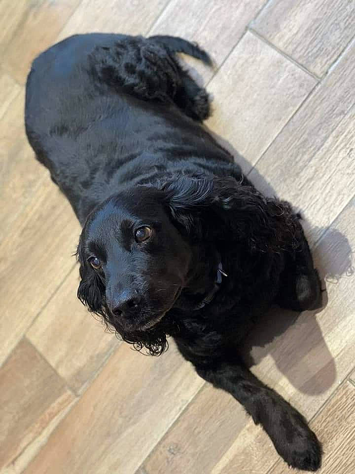 Celyan participe au concours pour gagner de l'argent avec cette photo : borador, carnivore, companion_dog, dog, dog_breed, dog_collar, flooring, fur, gun_dog, hardwood, labrador_retriever, liver, plank, retriever, snout, sporting_group, tail, terrestrial_animal, wood, working_animal