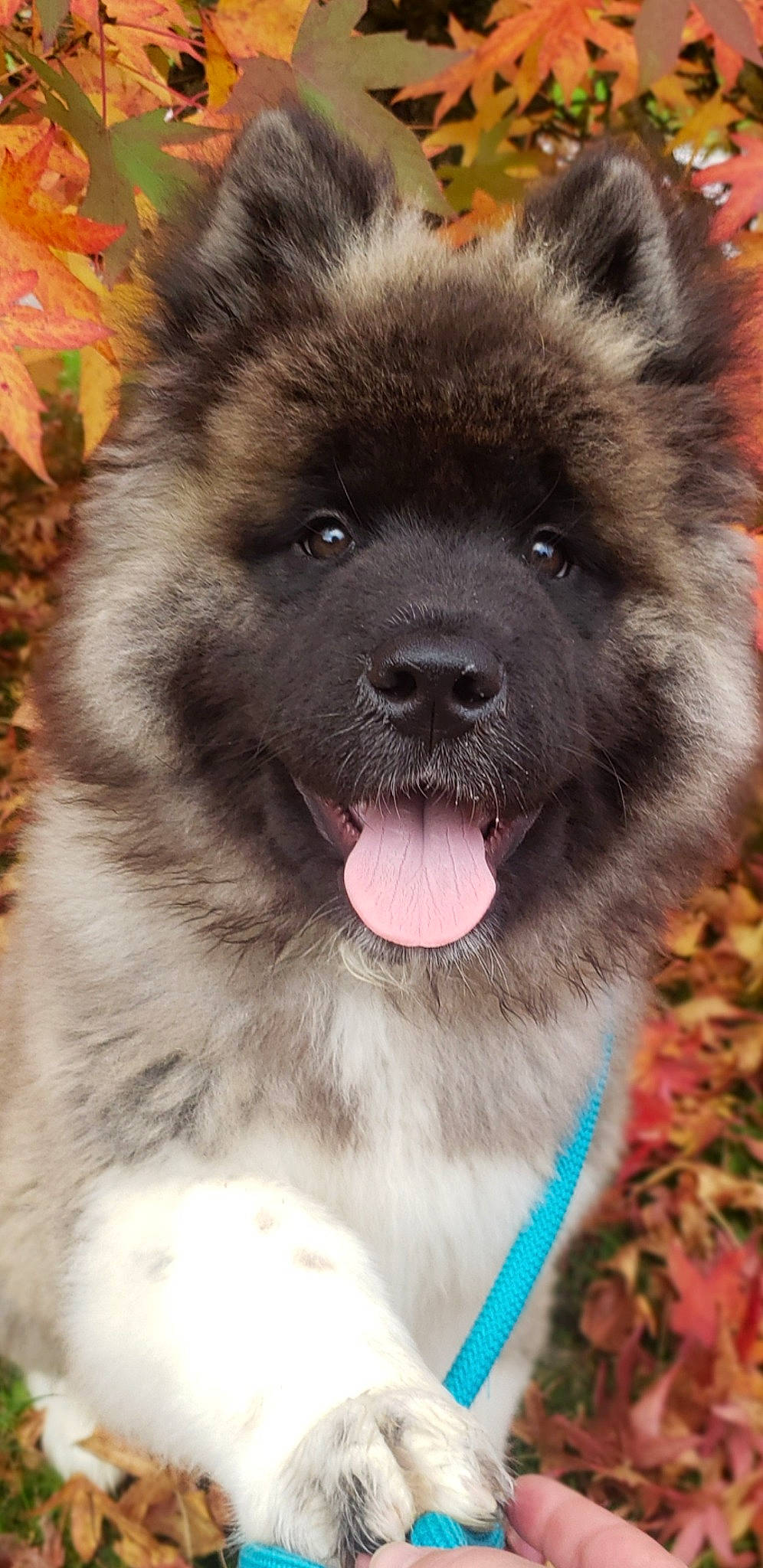 Spike participe au concours pour gagner de l'argent avec cette photo : ancient_dog_breeds, annual_plant, canidae, carnivore, collar, companion_dog, dog, dog_breed, fawn, fur, keeshond, liver, non_sporting_group, photography, snout, sporting_group, terrestrial_animal, whiskers, working_animal, working_dog
