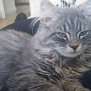 Aïko a rejoint le concours — aidez-le/la à gagner de superbes lots ! asian_semi_longhair, british_semi_longhair, carnivoran, cat, cat_like_mammal, domestic_long_haired_cat, domestic_short_haired_cat, kitten, maine_coon, nebelung, norwegian_forest_cat, siberian, small_to_medium_sized_cats, snout, whiskers