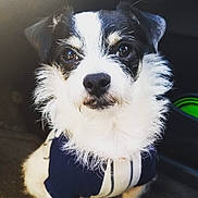 Paco is registered to the contest to win money with this photo: dog, small_dog, black_and_white, fluffy_fur, close_up, pet, canine, portrait, curious, indoors, clothing, striped_shirt, cute, animal, furry, sitting, face, whiskers, bright_eyes, soft_lighting