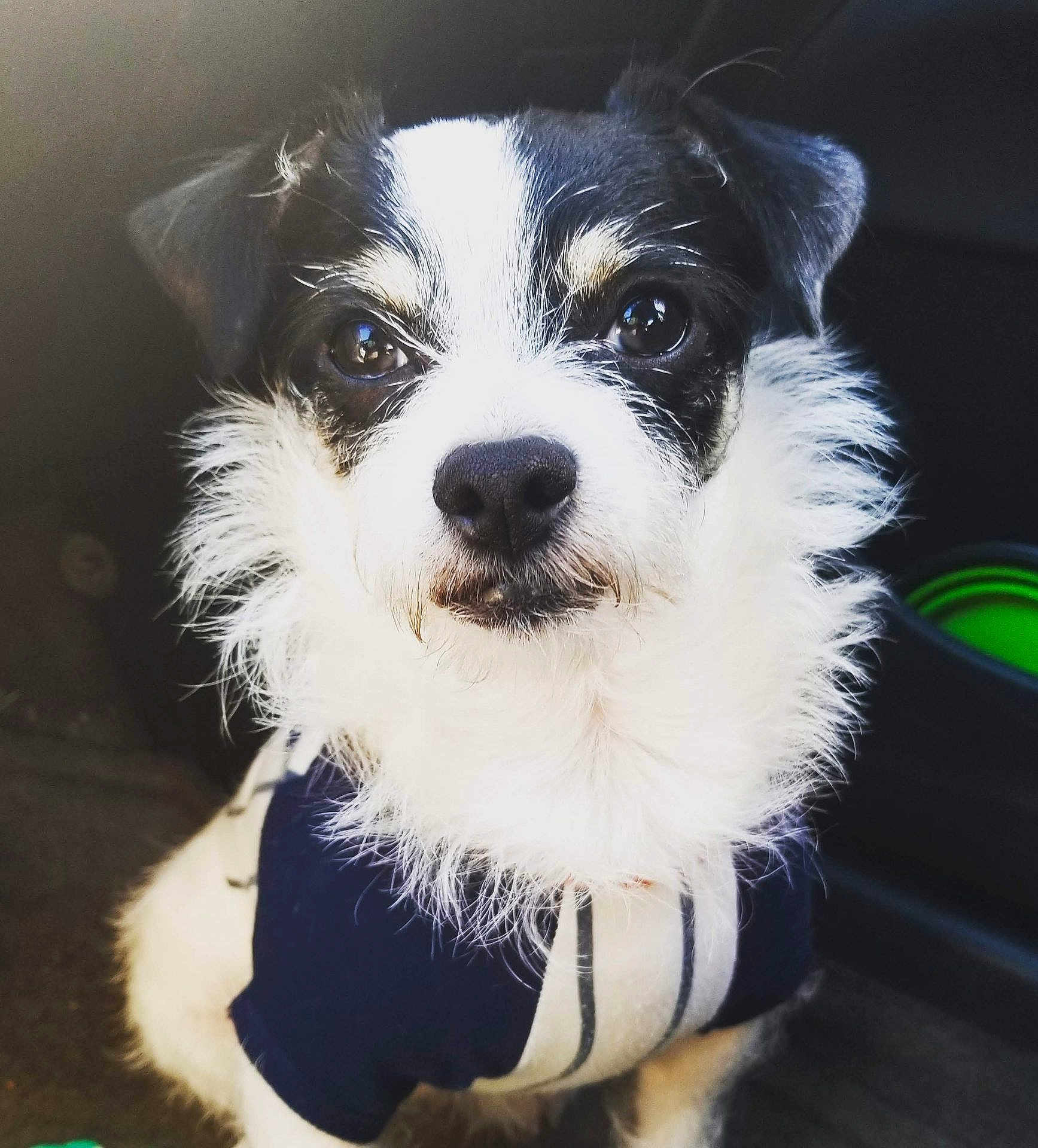 Paco is registered to the contest to win money with this photo: dog, small_dog, black_and_white, fluffy_fur, close_up, pet, canine, portrait, curious, indoors, clothing, striped_shirt, cute, animal, furry, sitting, face, whiskers, bright_eyes, soft_lighting