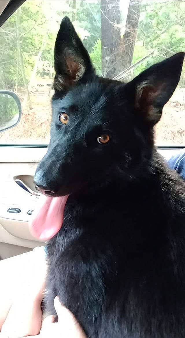 Lexie joined the competition — help win amazing prizes! black_norwegian_elkhound, canidae, car, carnivore, companion_dog, dog, dog_breed, fur, herding_dog, king_shepherd, mirror, plant, snout, sporting_group, terrestrial_animal, tree, whiskers, window, working_animal, working_dog