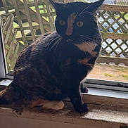 Brooklyn is registered to the contest to win money with this photo: animal, black_fur, calico_cat, cat, cute, daylight, garden, indoor, lattice, orange_patches, outdoor, pet, pointed_ears, portrait, sitting, whiskers, white_patches, window, windowsill, yellow_eyes