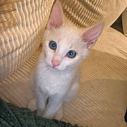 Olaf participe au concours pour gagner de l'argent avec cette photo : kitten, cat, blue_eyes, white_fur, curious, pet, indoor, couch, textured_fabric, beige, furniture, small_animal, cute, young, domestic_animal, sitting, looking_up, cozy, person_partial, home