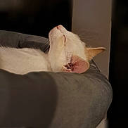 Olaf participe au concours pour gagner de l'argent avec cette photo : bed, bokeh, cat, close_up, cozy, cushion, ear, furniture, indoor, nose, peaceful, pet, portrait, profile, resting, shallow_depth_of_field, sleeping_cat, soft_light, whiskers, white_cat