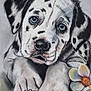 drawing, dalmatian, puppy, artwork, pastel, blue_eyes, paws, flower, black_spots, white_fur, portrait, cute, animal_art, resting, soft_shading, detailed, close_up, pet, adorable, handmade