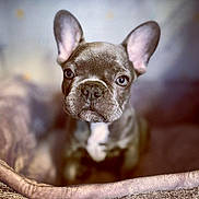 Louie participe au concours pour gagner de l'argent avec cette photo : animal, bed, canine, closeup, companion, cozy, cute, dog, domestic, ears, french_bulldog, furry, indoor, looking, mammal, pet, portrait, puppy, snout, young