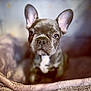 animal, bed, canine, closeup, companion, cozy, cute, dog, domestic, ears, french_bulldog, furry, indoor, looking, mammal, pet, portrait, puppy, snout, young
