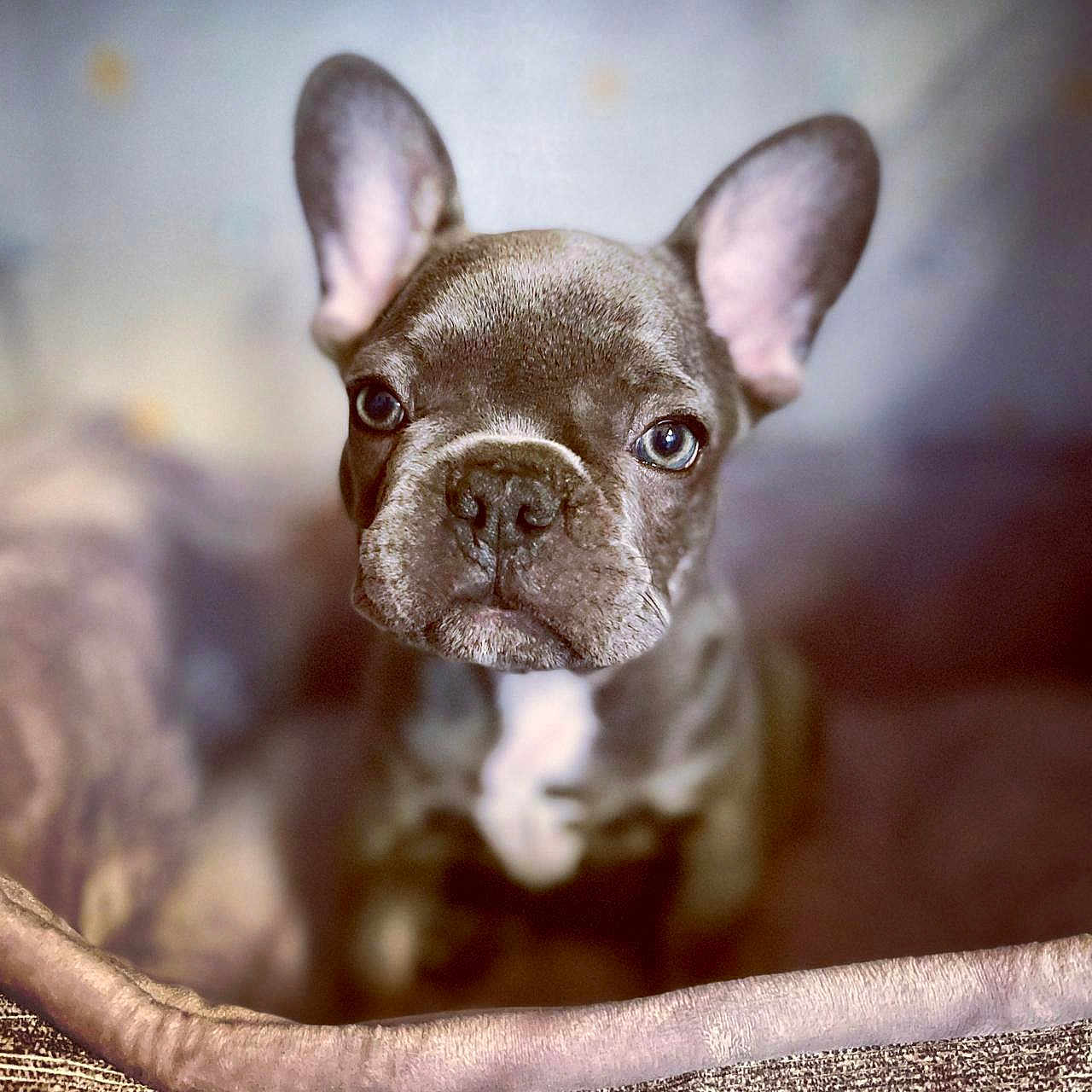 Louie participe au concours pour gagner de l'argent avec cette photo : animal, bed, canine, closeup, companion, cozy, cute, dog, domestic, ears, french_bulldog, furry, indoor, looking, mammal, pet, portrait, puppy, snout, young