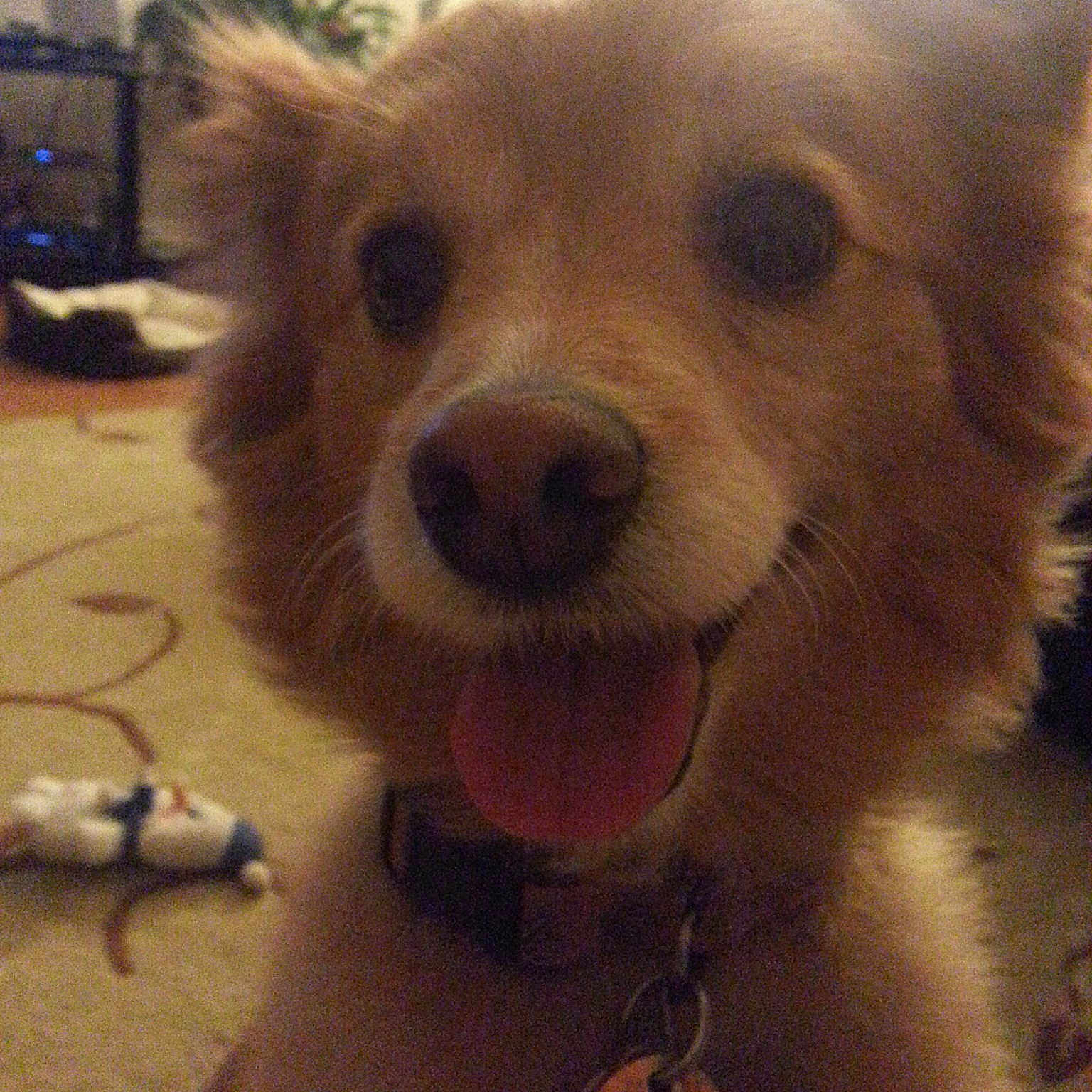 Harlee is registered to the contest to win money with this photo: