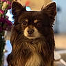dog, brown_fur, fluffy, pet, indoor, flowers, pink_flowers, portrait, close_up, ears, face, animal, cute, furry, table, background_blur, domestic_animal, long_hair, looking, calm