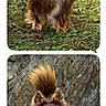 Mambo participe au concours pour gagner de l'argent avec cette photo : dog, brown_dog, fluffy, outdoor, grass, stone_steps, pet, walking, curious, tail, small_dog, nature, animal, fur, canine, portrait, daylight, cute, companionship, active
