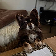 Mambo a rejoint le concours — aidez-le/la à gagner de superbes lots ! dog, pet, indoor, table, fur, ears, brown, white, eyes, paws, animal, cute, domestic_animal, looking, resting, cozy, furniture, home, carpet, remote_control