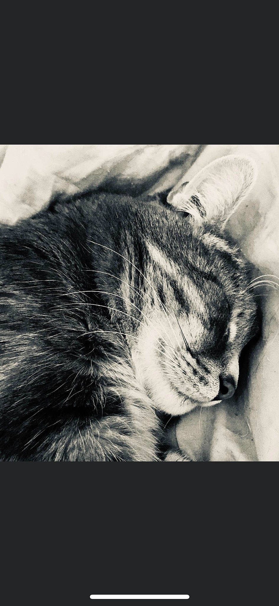 Malko participe au concours pour gagner de l'argent avec cette photo : black_and_white, carnivore, cat, cloud, comfort, domestic_short_haired_cat, felidae, fur, grey, monochrome, monochrome_photography, nap, paw, small_to_medium_sized_cats, snout, stock_photography, style, tail, terrestrial_animal, whiskers