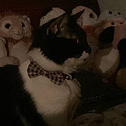 Eliot joined the competition — help win amazing prizes! bed, black_and_white, blanket, bow_tie, cat, collar, cozy, feline, indoors, low_light, nighttime, pet, plush_toy, portrait, profile, sitting, sleepy, stuffed_animal, tuxedo_cat, whiskers