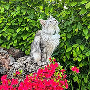 Uno a rejoint le concours — aidez-le/la à gagner de superbes lots ! cat, fluffy, rock, greenery, leaves, red_flowers, outdoor, nature, sunlight, pet, animal, sitting, closeup, garden, flora, peaceful, relaxed, whiskers, fur, serene
