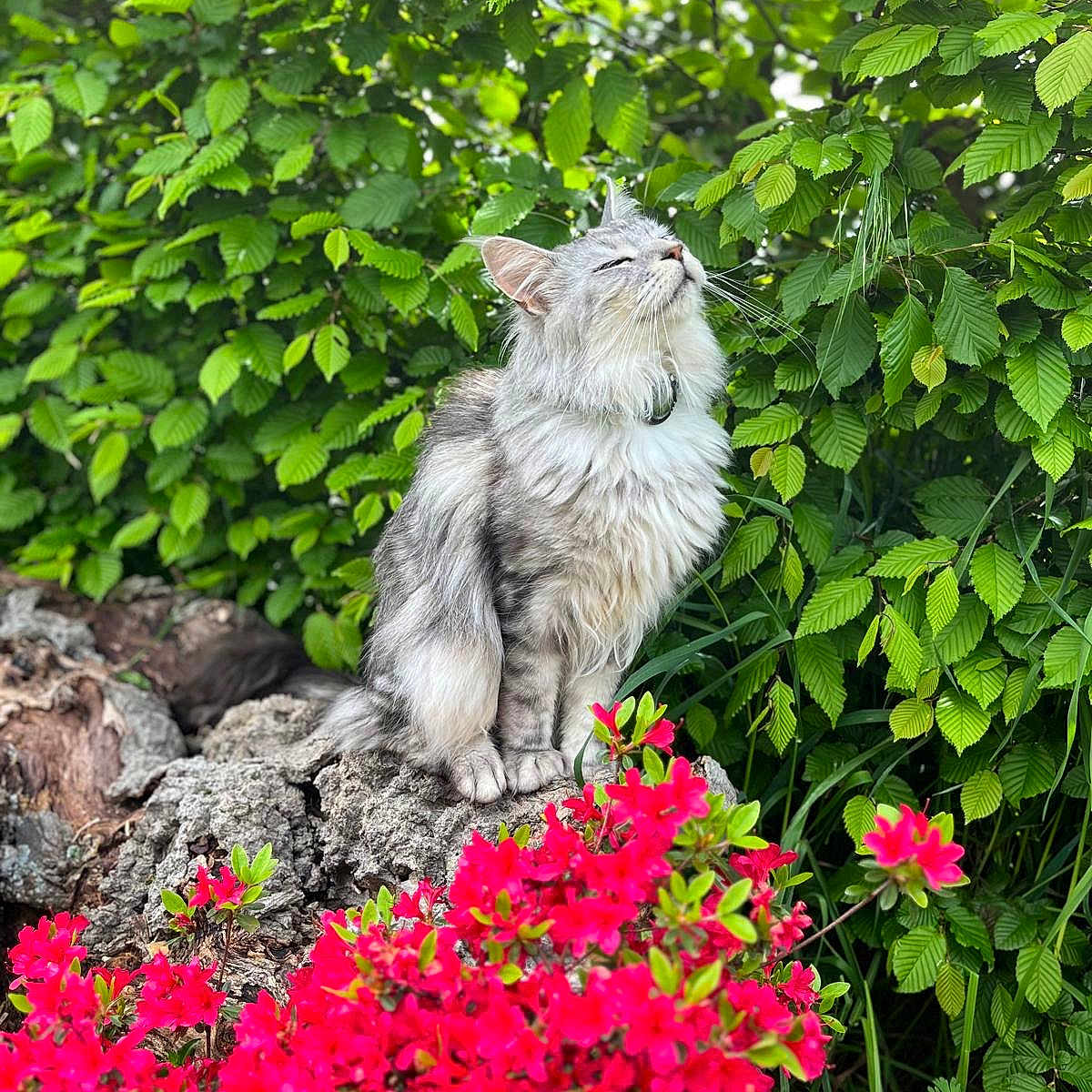 Uno a rejoint le concours — aidez-le/la à gagner de superbes lots ! animal, cat, closeup, flora, fluffy, fur, garden, greenery, leaves, nature, outdoor, peaceful, pet, red_flowers, relaxed, rock, serene, sitting, sunlight, whiskers