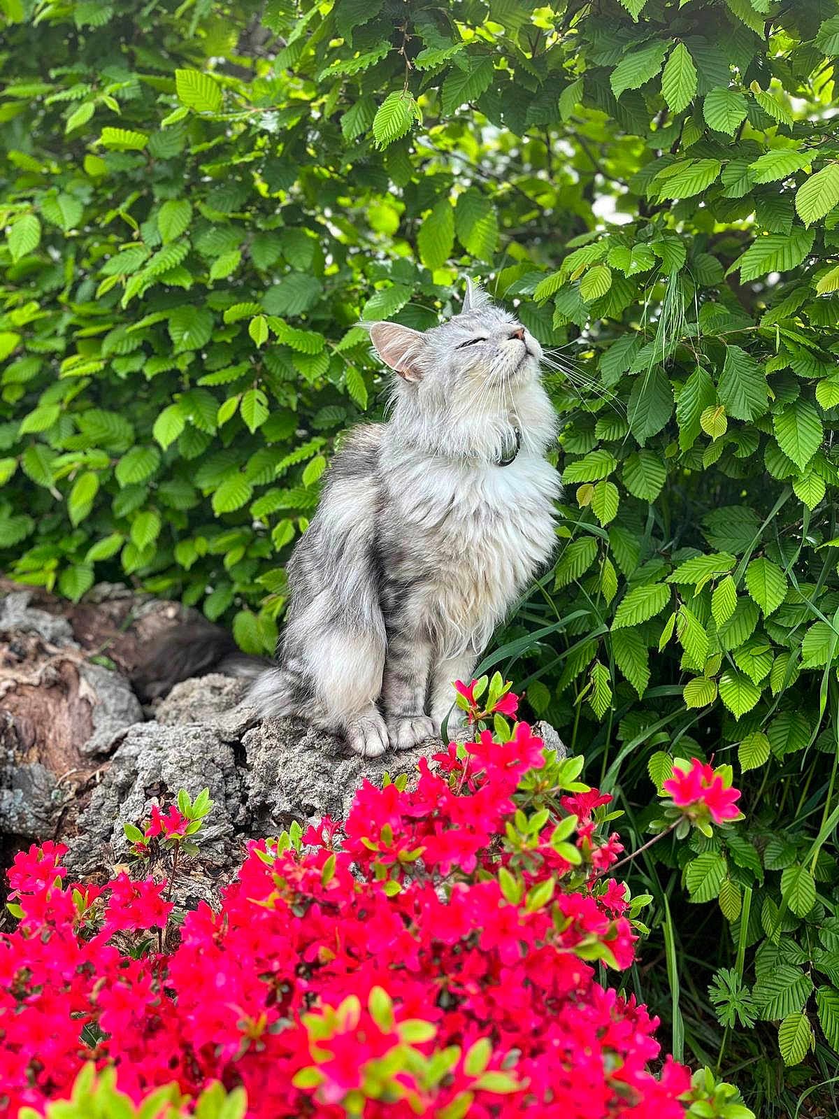 Uno a rejoint le concours — aidez-le/la à gagner de superbes lots ! cat, fluffy, rock, greenery, leaves, red_flowers, outdoor, nature, sunlight, pet, animal, sitting, closeup, garden, flora, peaceful, relaxed, whiskers, fur, serene