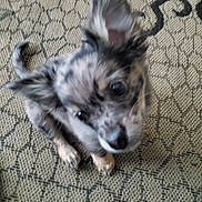 Coco is registered to the contest to win money with this photo: puppy, dog, close_up, blurry, carpet, patterned, cute, pet, fur, ears, tail, indoor, animal, looking_up, young, small, domestic_animal, companion, friendly, furry