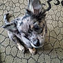 puppy, dog, close_up, blurry, carpet, patterned, cute, pet, fur, ears, tail, indoor, animal, looking_up, young, small, domestic_animal, companion, friendly, furry