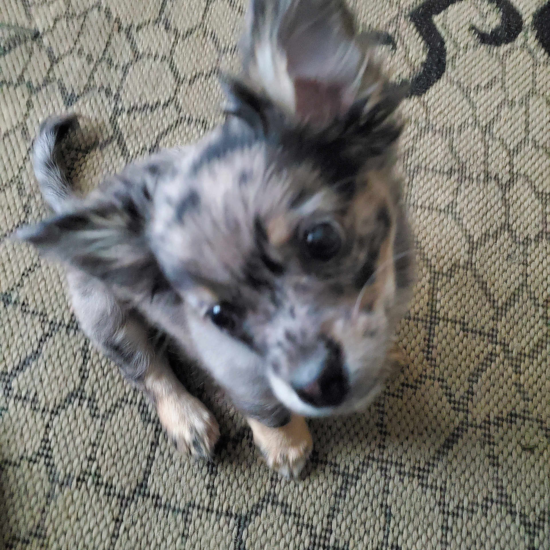 Coco