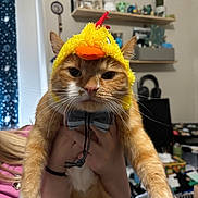 Pickles joined the competition — help win amazing prizes! cat, orange_cat, pet, costume, hat, bow_tie, whiskers, paws, human_hands, indoor, room, shelf, headphones, close_up, portrait, expression, accessory, funny, furniture, plush