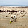 Paco a rejoint le concours — aidez-le/la à gagner de superbes lots ! dog, yellow_labrador, beach, sand, seaweed, ocean, yellow_ball, playful, pet, animal, outdoor, water, coast, canine, nature, daytime, horizon, fun, leash, walking