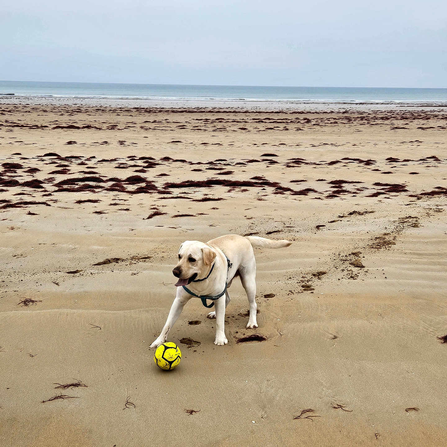 Paco a rejoint le concours — aidez-le/la à gagner de superbes lots ! dog, yellow_labrador, beach, sand, seaweed, ocean, yellow_ball, playful, pet, animal, outdoor, water, coast, canine, nature, daytime, horizon, fun, leash, walking