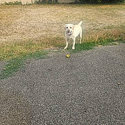 Paco a rejoint le concours — aidez-le/la à gagner de superbes lots ! dog, ball, pavement, grass, dry_grass, tree, wall, outdoor, pet, animal, play, yard, happy_dog, collar, nature, summer, canine, backyard, greenery, daytime
