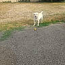 dog, ball, pavement, grass, dry_grass, tree, wall, outdoor, pet, animal, play, yard, happy_dog, collar, nature, summer, canine, backyard, greenery, daytime