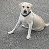 Paco participe au concours pour gagner de l'argent avec cette photo : dog, labrador, sitting, outdoor, asphalt, collar, pet, animal, canine, white_dog, looking, calm, curious, paw, fur, road, texture, young_dog, companion, friendly