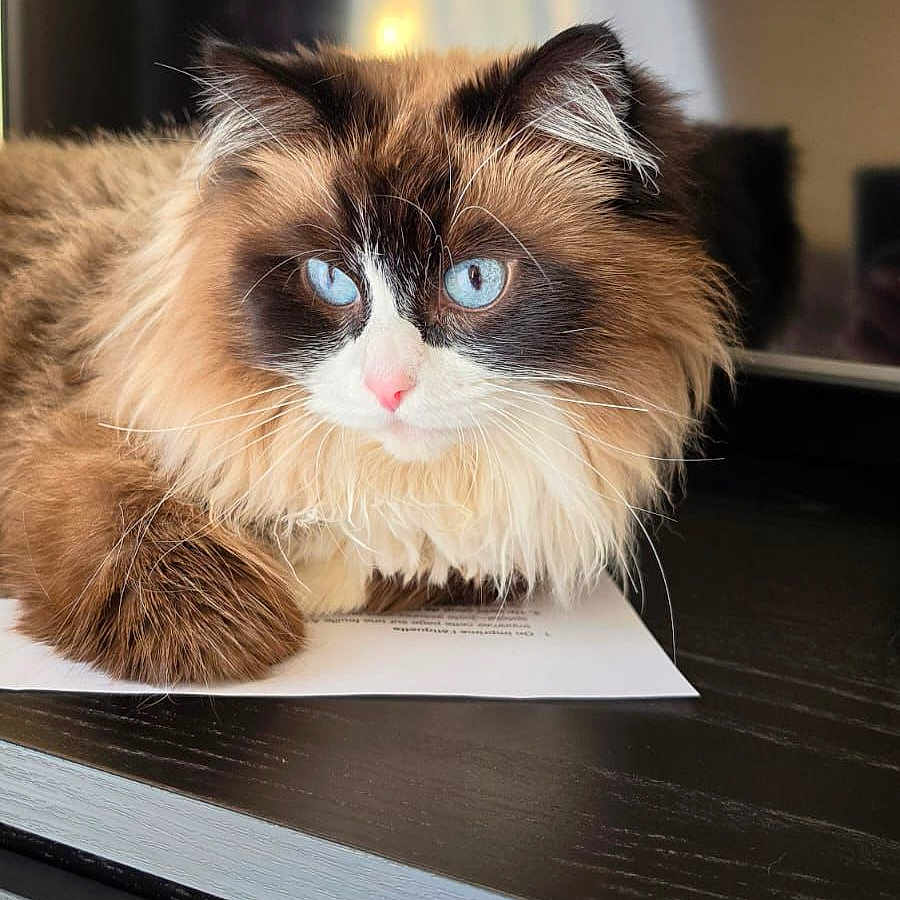 Bella a rejoint le concours — aidez-le/la à gagner de superbes lots ! cat, blue_eyes, fluffy_fur, indoor, wooden_surface, resting, portrait, pet, feline, close_up, soft_light, domestic_animal, cozy, fur, animal, cute, mammal, relaxed, whiskers, beautiful