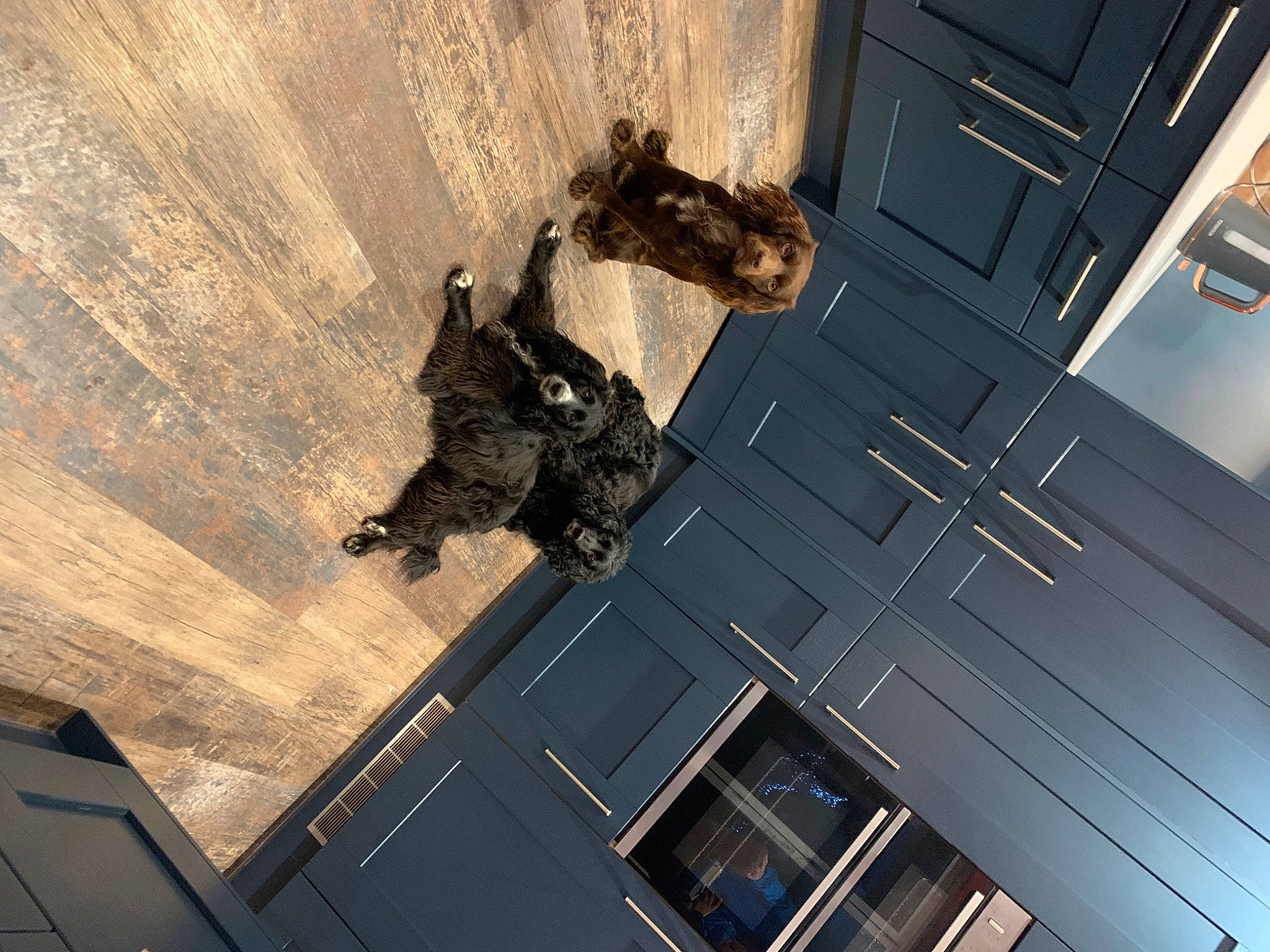 Jess joined the competition — help win amazing prizes! ceiling, cg_artwork, door, facade, flooring, fur, hardwood, metal, pattern, room, sculpture, shadow, sky, space, tree, visual_arts, window, wood