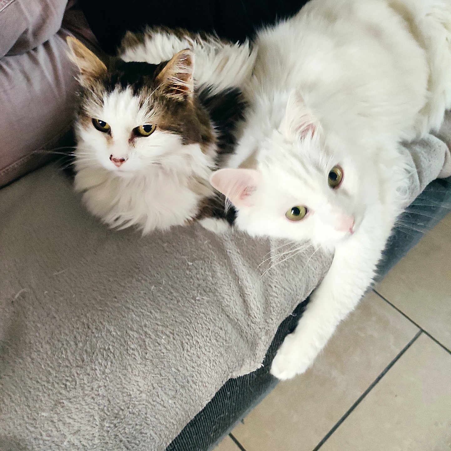 Ipolyte participe au concours pour gagner de l'argent avec cette photo : animal, cat, companion, couch, cozy, cute, domestic_animal, feline, floor, fluffy, fur, indoor, laying, pet, relaxed, resting, tabby_cat, tile, whiskers, white_cat