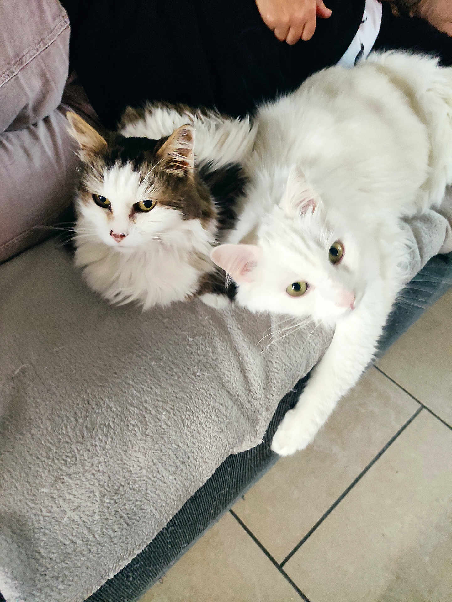 Ipolyte participe au concours pour gagner de l'argent avec cette photo : cat, feline, pet, fluffy, white_cat, tabby_cat, couch, indoor, relaxed, cozy, fur, animal, cute, laying, domestic_animal, whiskers, floor, tile, resting, companion