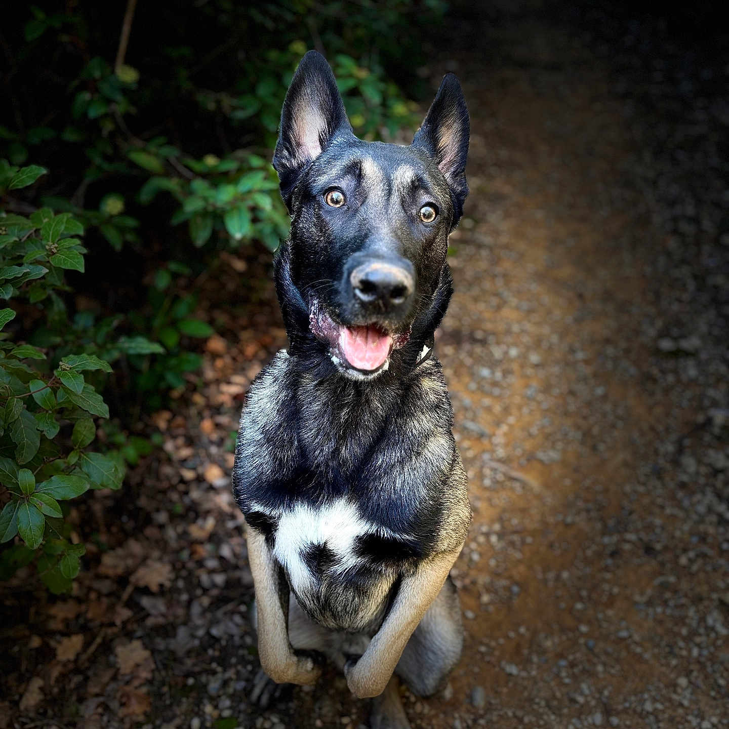 Gucci a rejoint le concours — aidez-le/la à gagner de superbes lots ! animal, bodypart, canine, dog, germanshepherd, grass, hound, husky, mouth, nature, outdoors, path, person, pet, plant, puppy, rock, soil, tree, vegetation