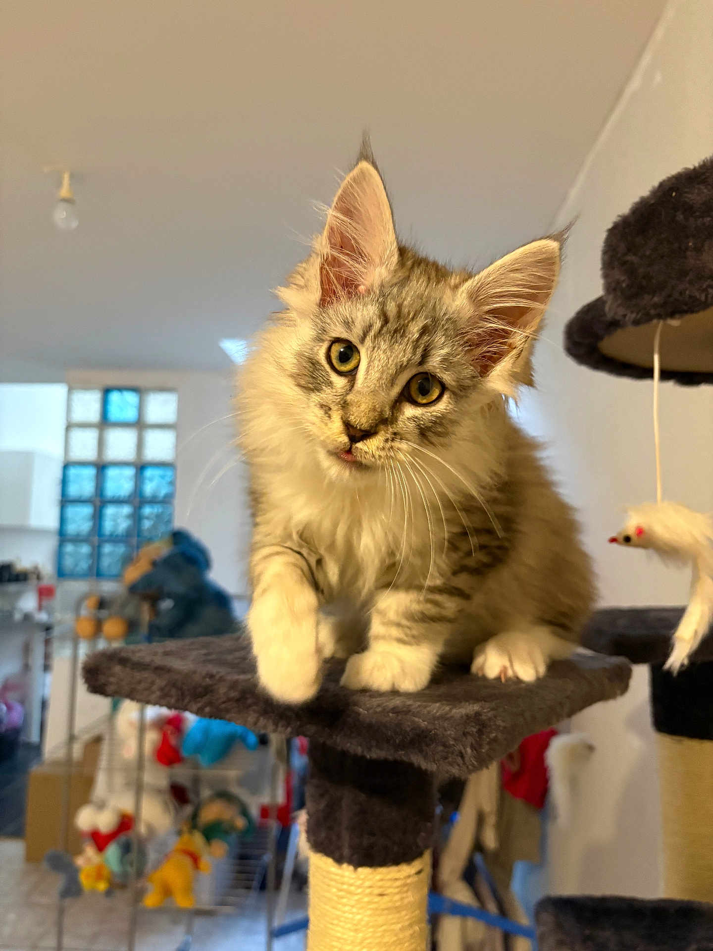 Booba a rejoint le concours — aidez-le/la à gagner de superbes lots ! kitten, cat, cat_tree, indoor, furry, pet, cute, animal, whiskers, ears, paws, curious, fluffy, domestic, young, looking, platform, toy, home, cozy