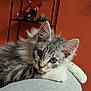 Booba a rejoint le concours — aidez-le/la à gagner de superbes lots ! kitten, cat, gray_cat, white_cat, fluffy, pet, indoor, person_leg, sitting, relaxed, feline, whiskers, ears, shelf, elf_dolls, orange_wall, cozy, curious, home, cute
