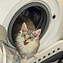 cat, kitten, washing_machine, laundry, open_door, indoor, fur, pet, cute, curious, playful, household, appliance, white, grey, fluffy, mouth_open, ears_up, looking, domestic