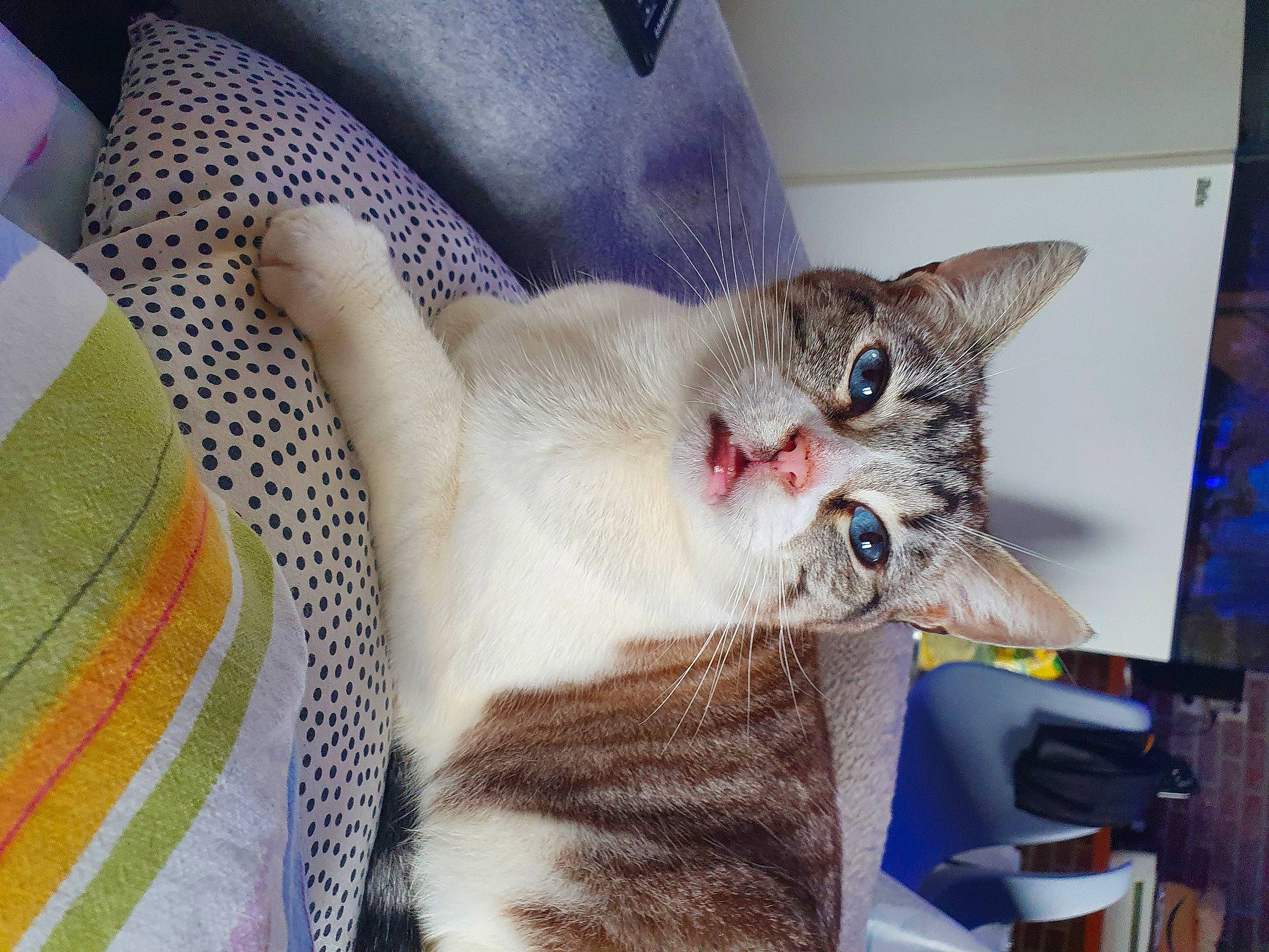 Blanchette a rejoint le concours — aidez-le/la à gagner de superbes lots ! carnivore, cat, claw, comfort, domestic_short_haired_cat, fang, fawn, felidae, fur, linens, paw, small_to_medium_sized_cats, snout, tail, whiskers