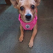 Sapphire joined the competition — help win amazing prizes! dog, small_dog, pink_harness, carpet, indoor, pet, ears, brown_fur, animal, cute, looking_at_camera, sitting, floor, domestic_animal, mammal, companion, friendly, alert, house_pet, canine